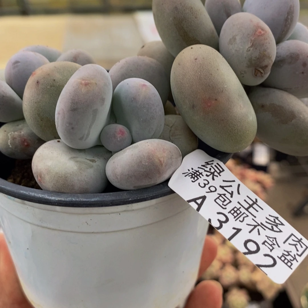 3192大叶奶8cm多肉