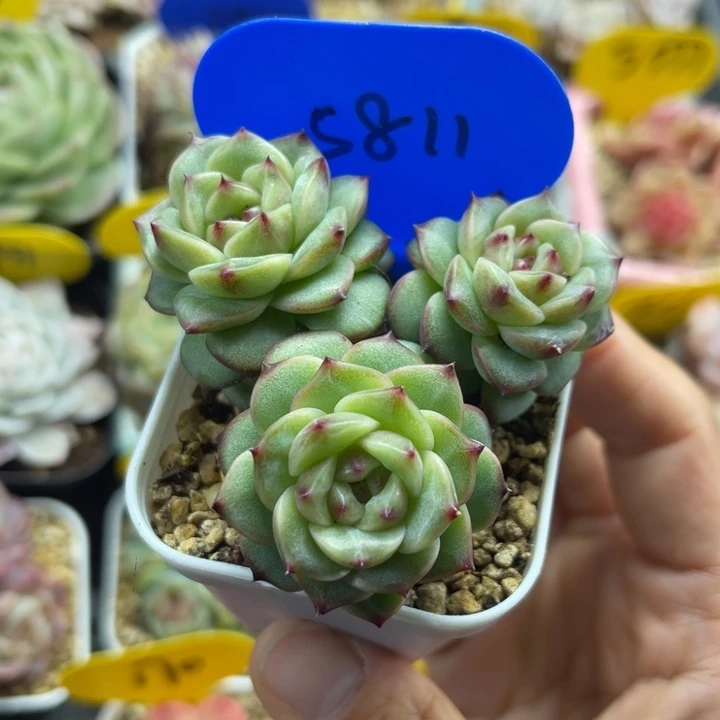 沅芷珍妮老桩5811