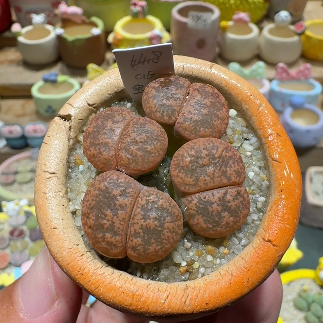 蘑菇1358保留玉多肉植物