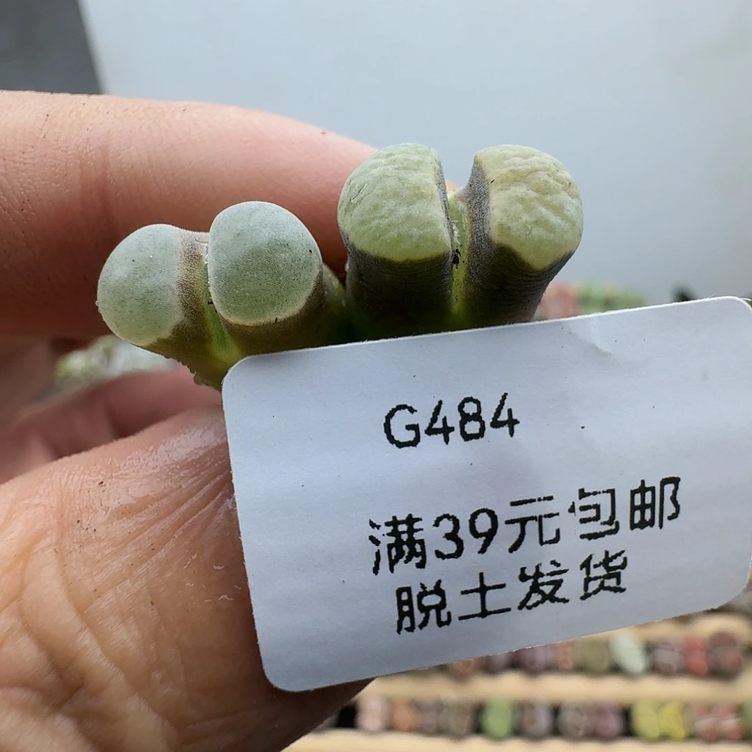 484多肉哈哈哈哈哈哈