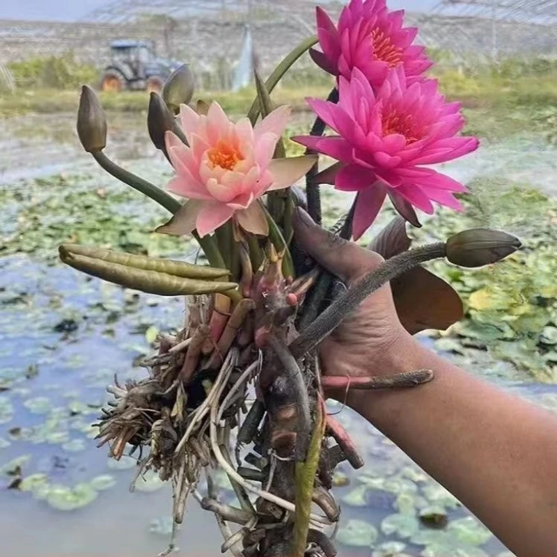 睡莲带芽发货当年开花阳台庭院种植水培植物送肥料