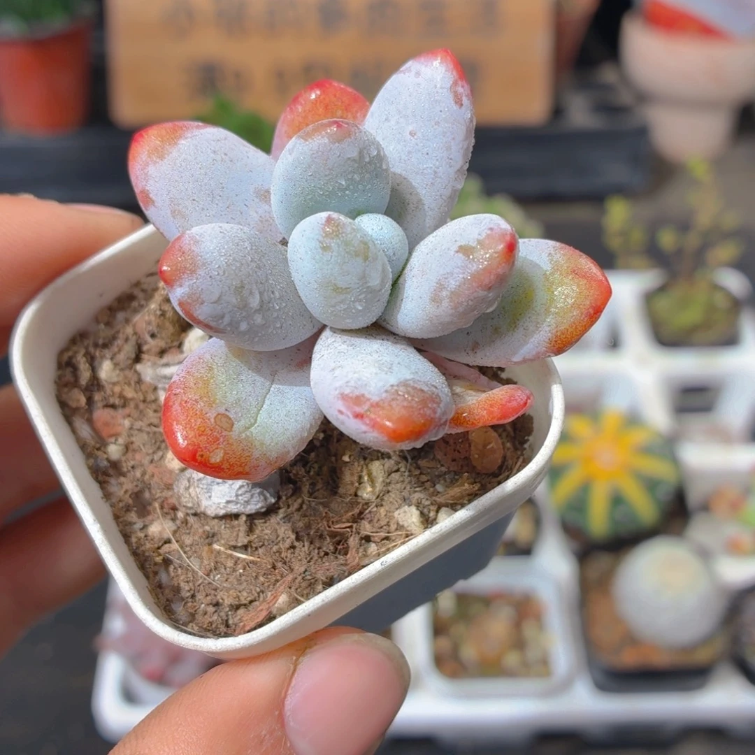 雪美人多肉9.9包邮发货