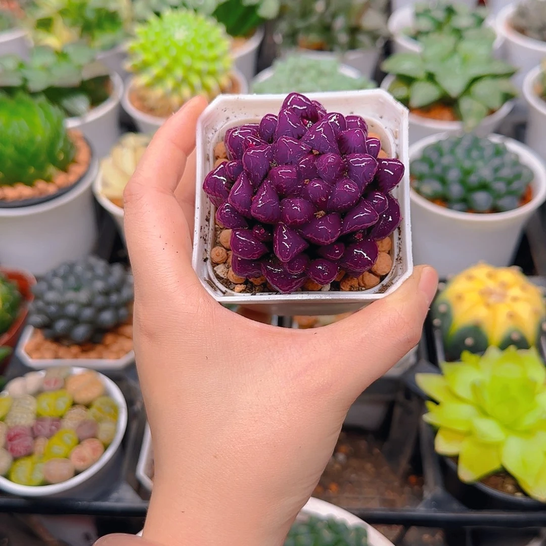 紫宝石冰灯玉露，原盆