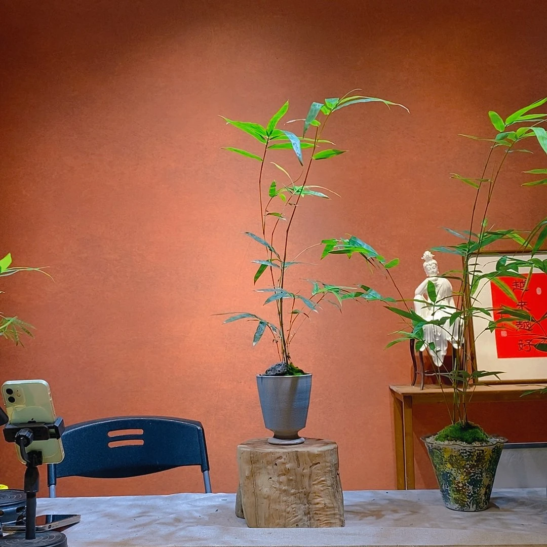 暖***吹无花朵老桩精品竹盆景作品