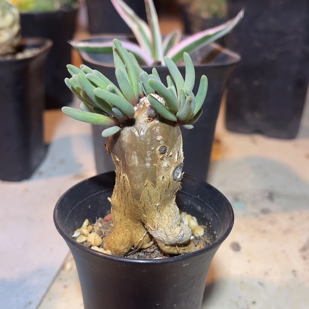 实生淡清霜块根一物一拍