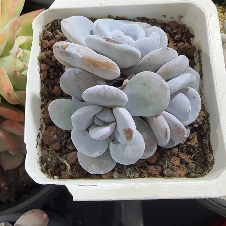 青蛙王子儿童牙膏套装11