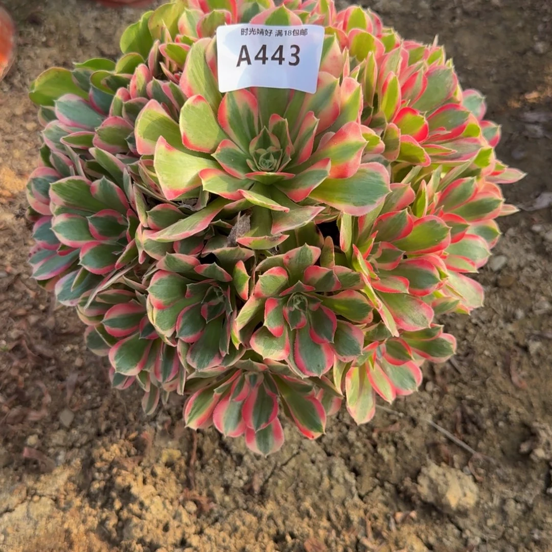 443妖月。多肉植物