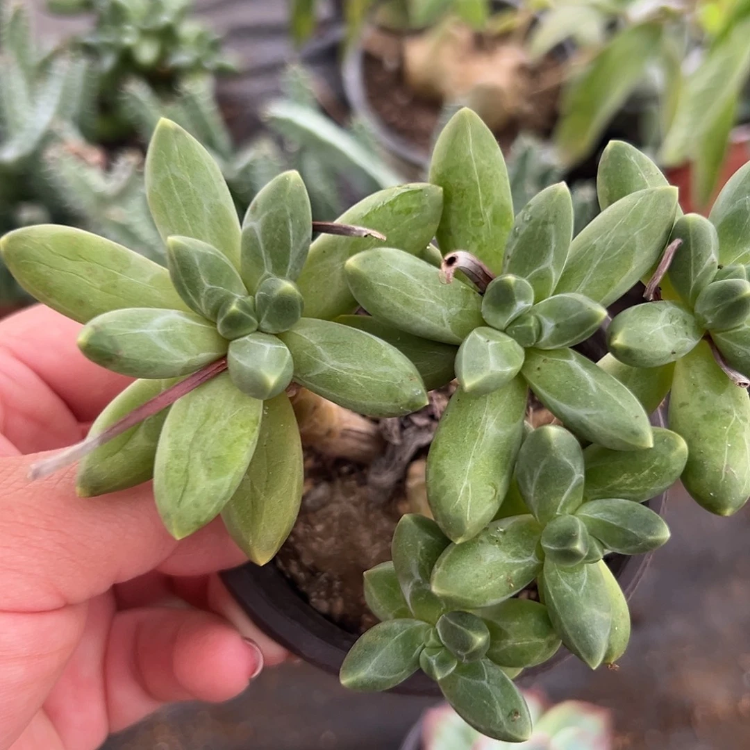 多肉植物千代田老庄