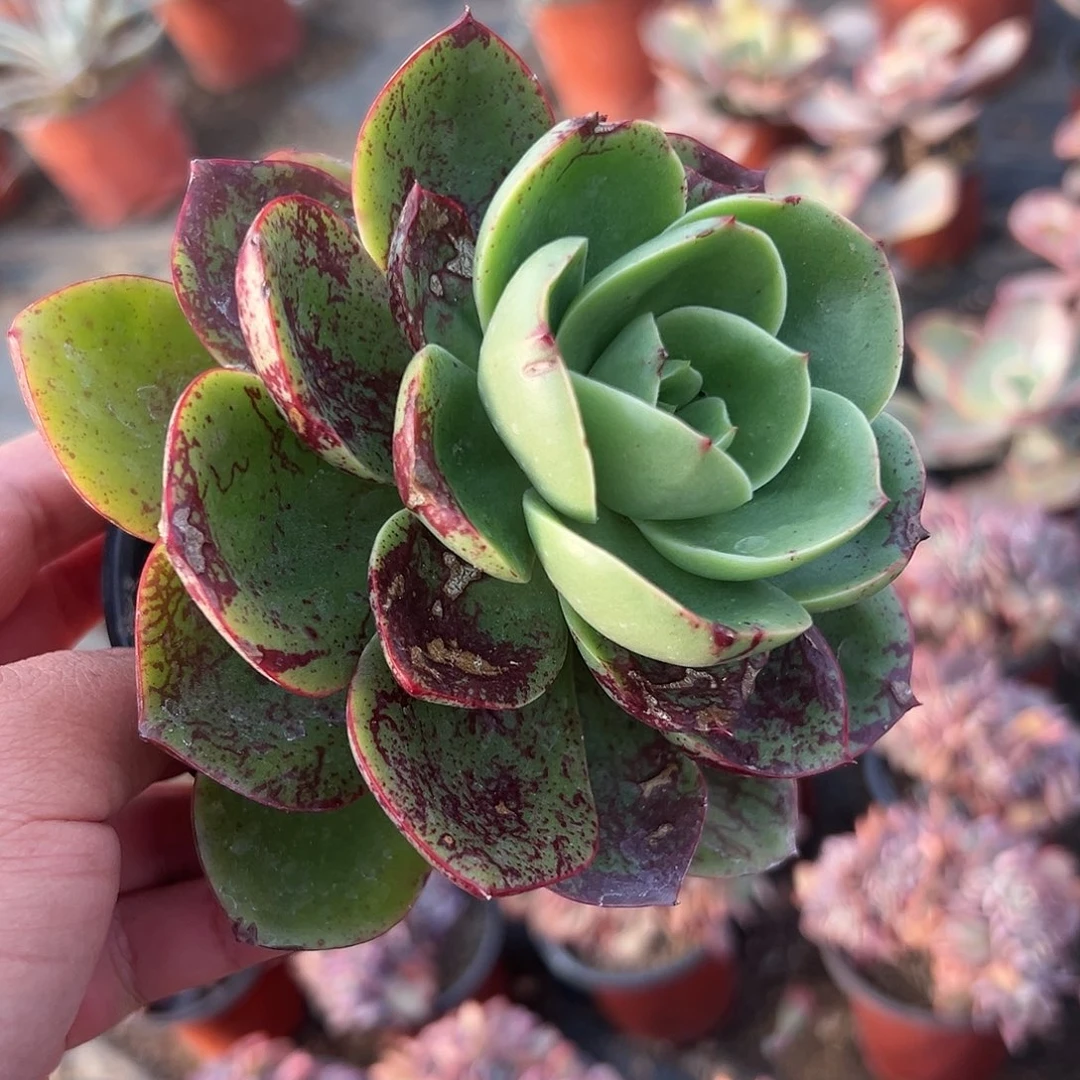 多肉植物多肉植物