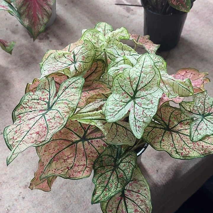 不开花植物红酒飞溅