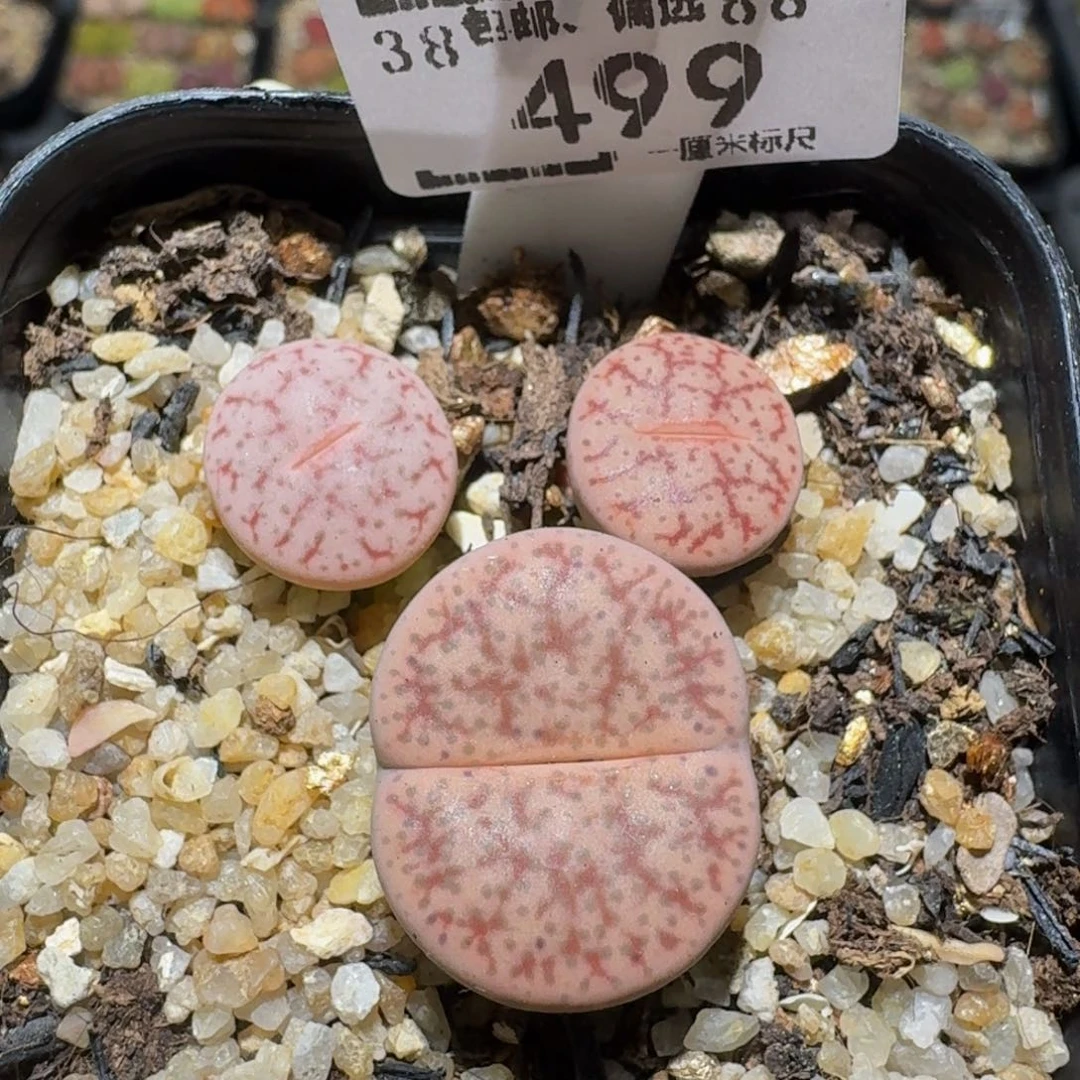 zzzz生石花肉锥499