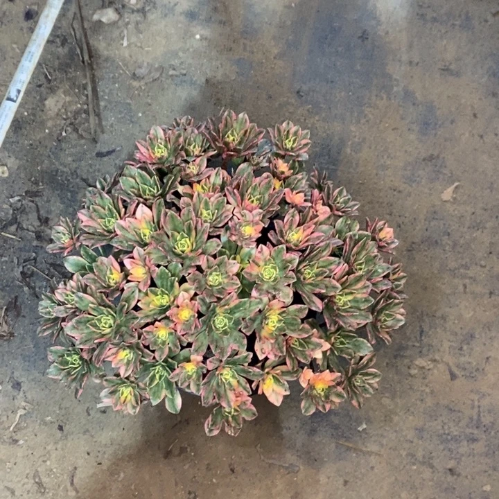 甜茶14多肉植物法师法师