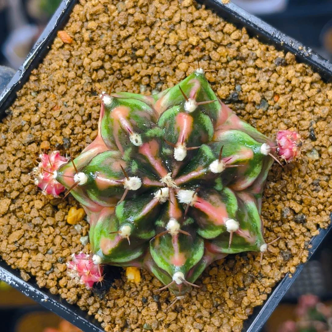 米哈洛维奇006 自根 小母本5.1公分