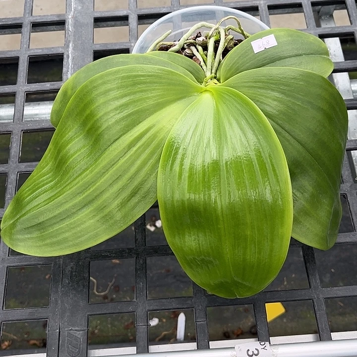 当前无花栽培后可以开花4.5寸杯蓝莓交蓝色起源