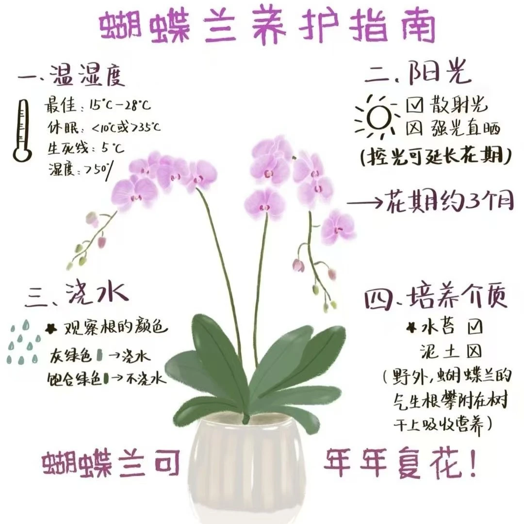 [幸卉] 默认全部开放紫粉色盲盒蝴蝶兰 基地直发
