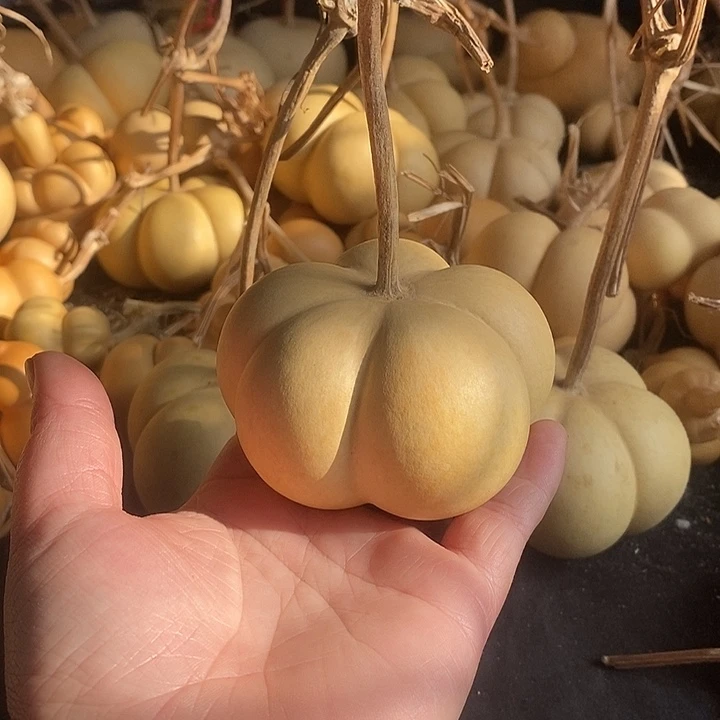 一**光葫芦的颜色很好看