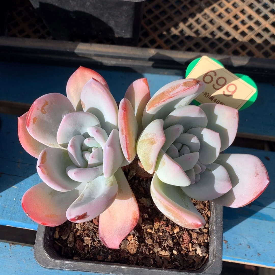 红皮韩版奶茶老桩699