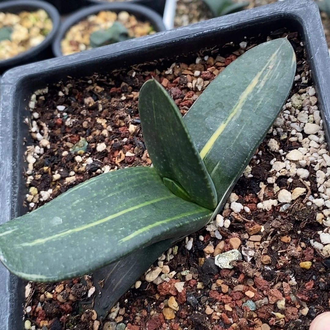 不带盆脱土裸根发货