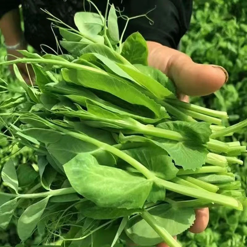 新鲜豌豆尖蔬菜贵州蔬菜豌豆尖特产豌豆荚尖豌豆颠新鲜家乡味道