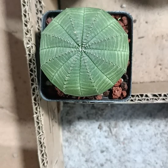 花花世界迷人眼球球好养