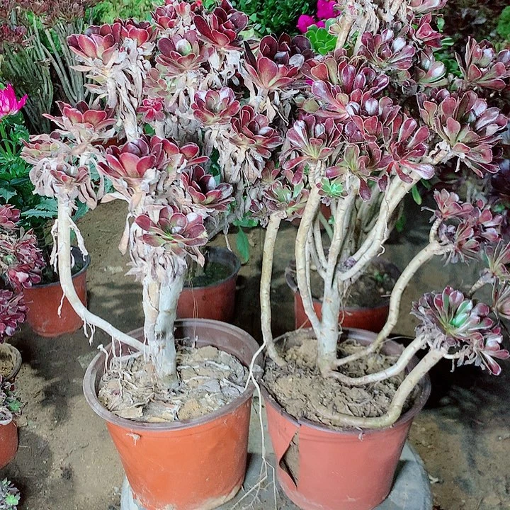 瞿***见母本多肉植物法师22号
