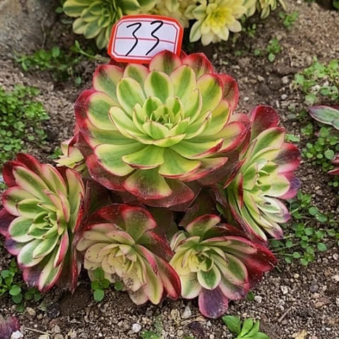 倾城老桩法师法师33