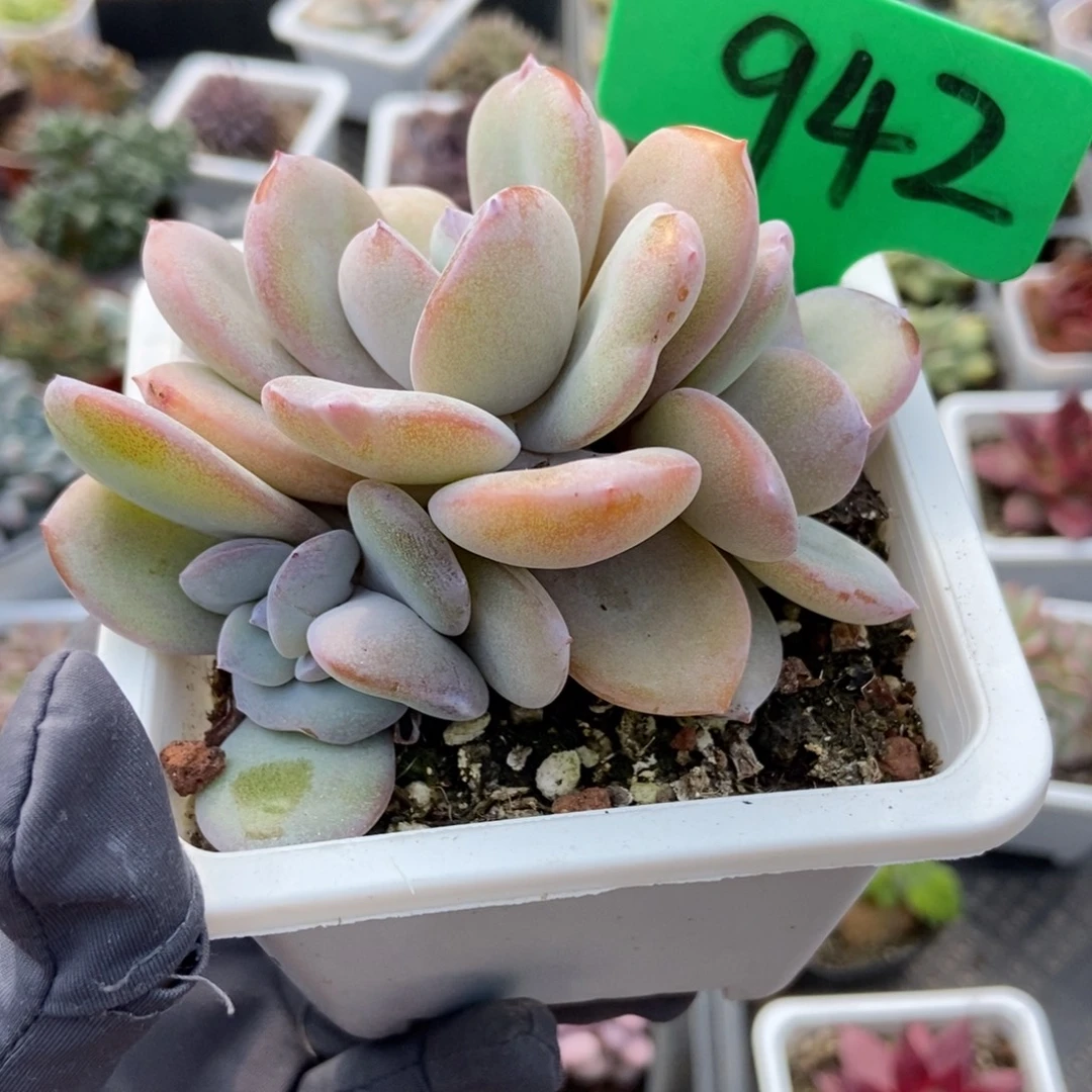 942奶茶多肉植物了多肉