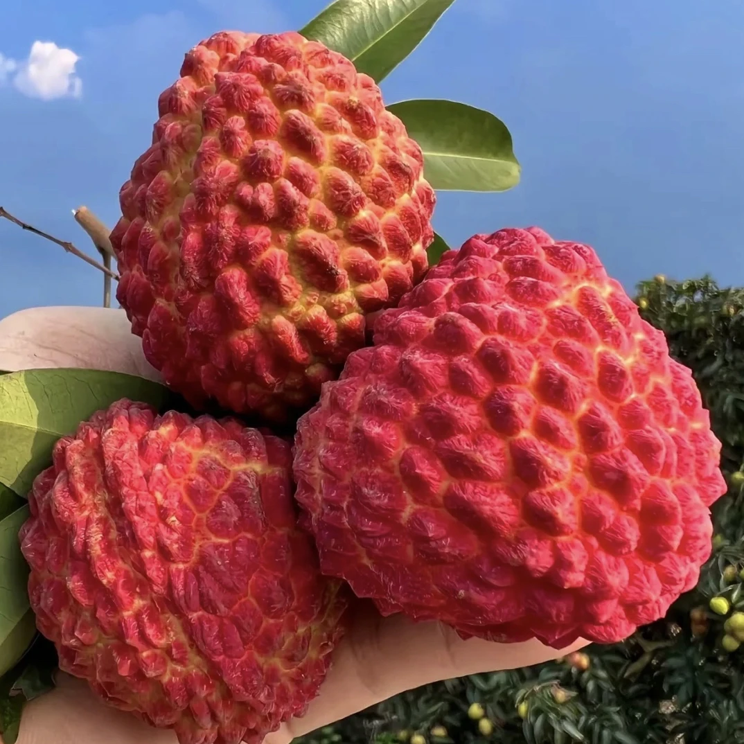 【荔枝王 次日达】海南永兴火山口荔枝王 整箱 顺丰京东包邮斤荔枝同城送新鲜