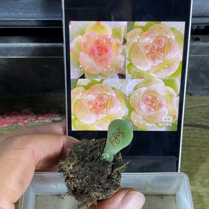 穴盘风花803芽苗一个