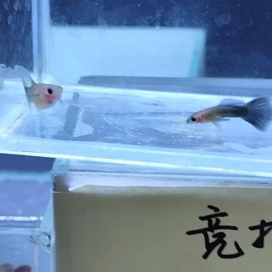 孔雀鱼11蓝礼服玻璃大C一对