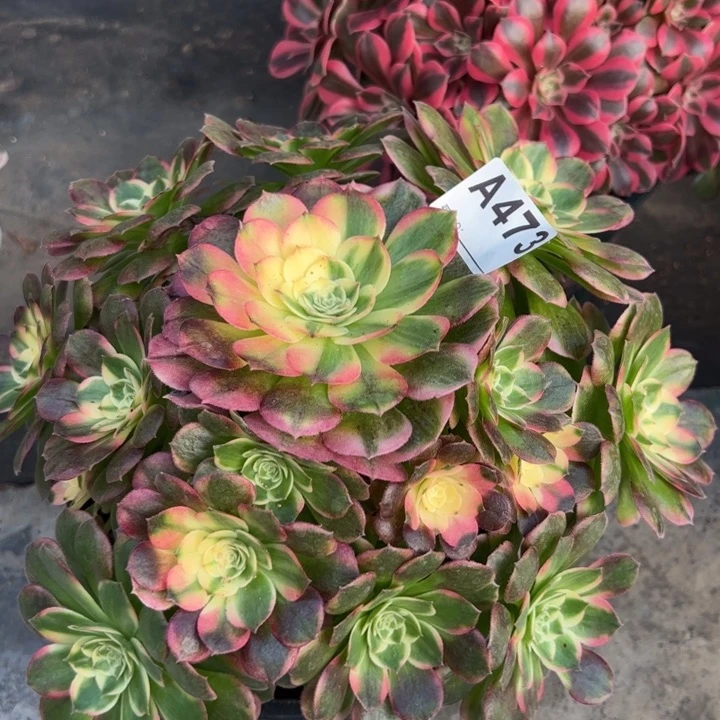 473海王25厘米左右