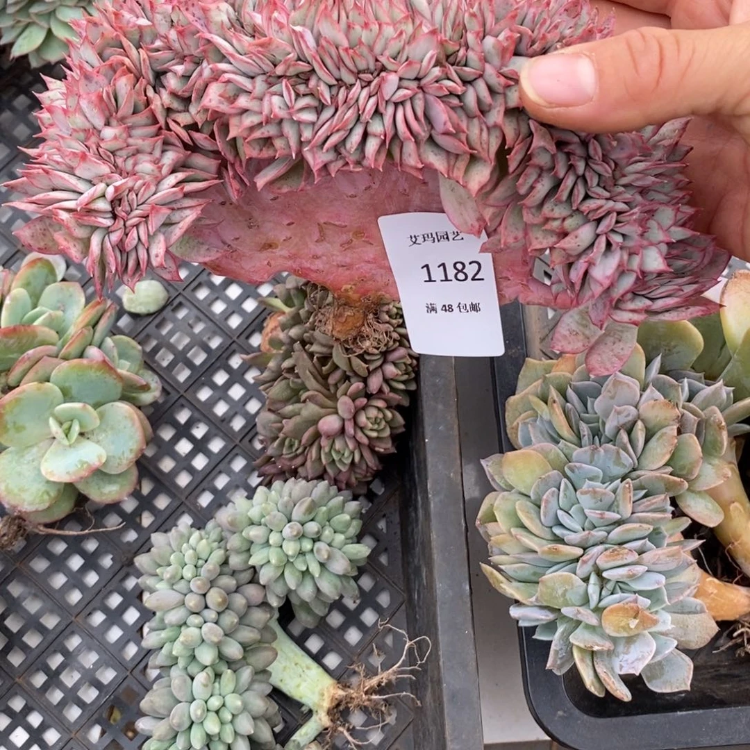 月光女神锦多肉多肉1182