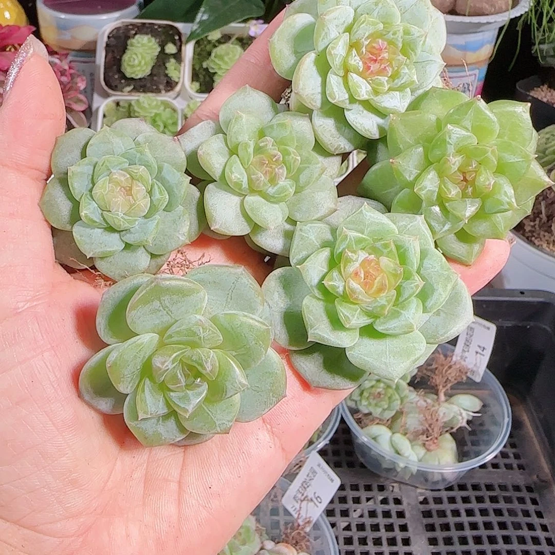 0705---17糖心珍妮