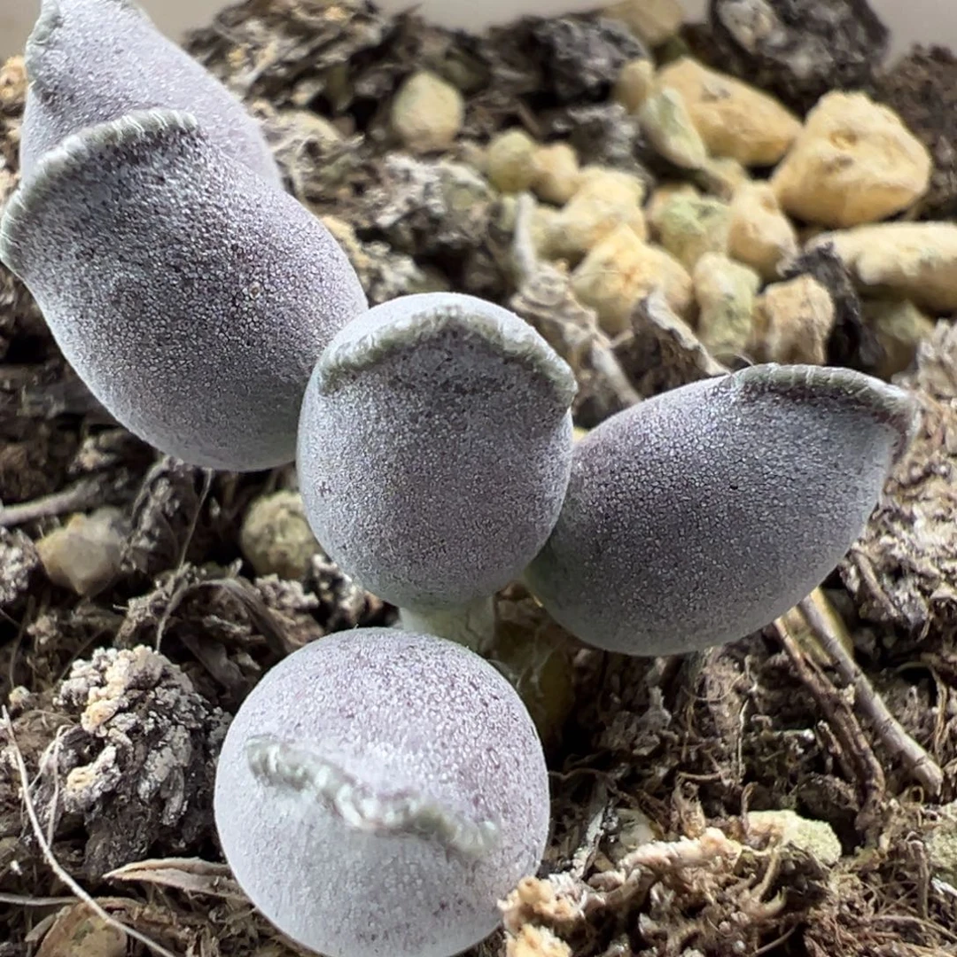 艺妓海豹多头纯木质桩多肉植物