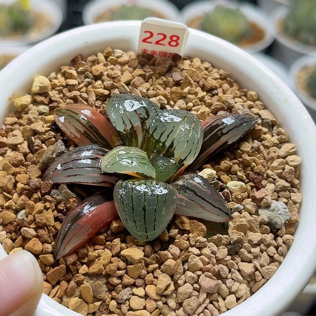 228香瓜岛寿锦福利