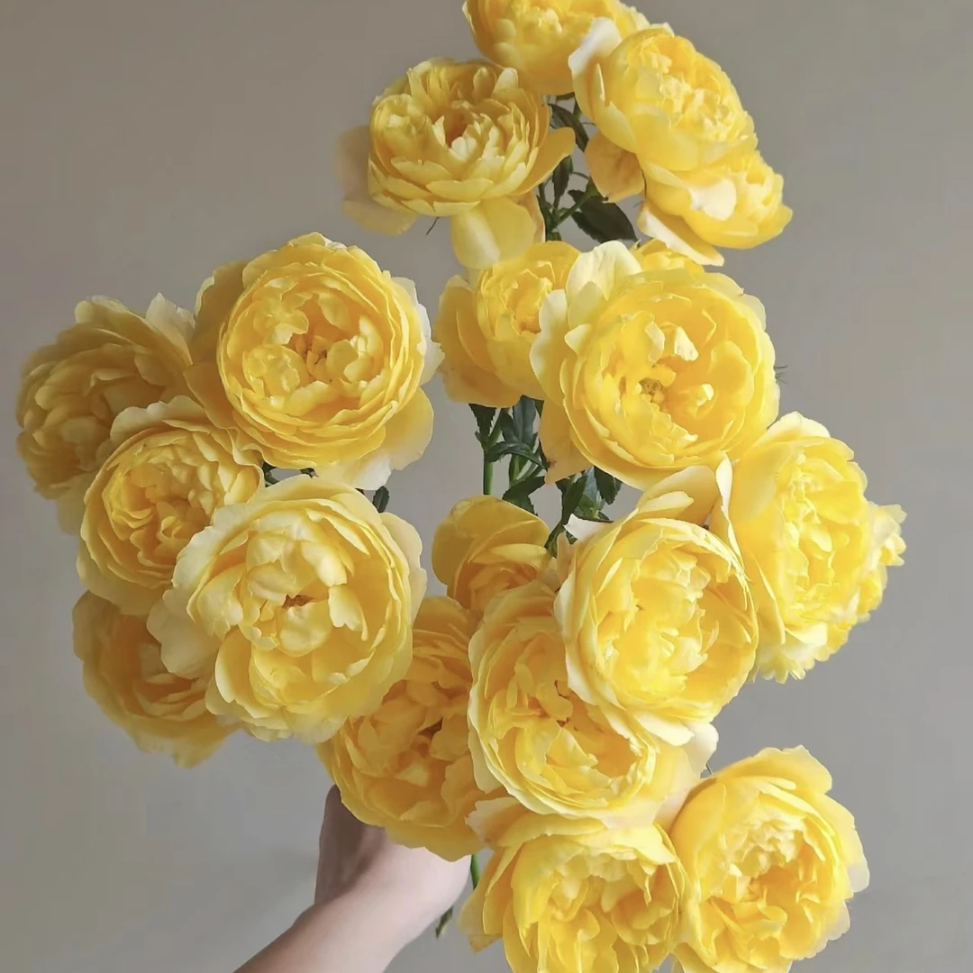 【柠檬果汁】多颗黄果汁爆花机器耐寒耐造好养护抗病性强花卉盆栽