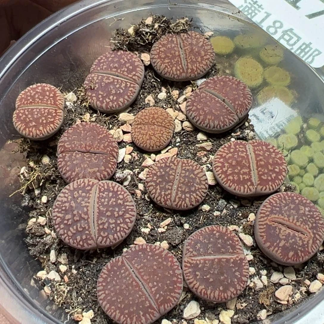 【闪购商品】 117.