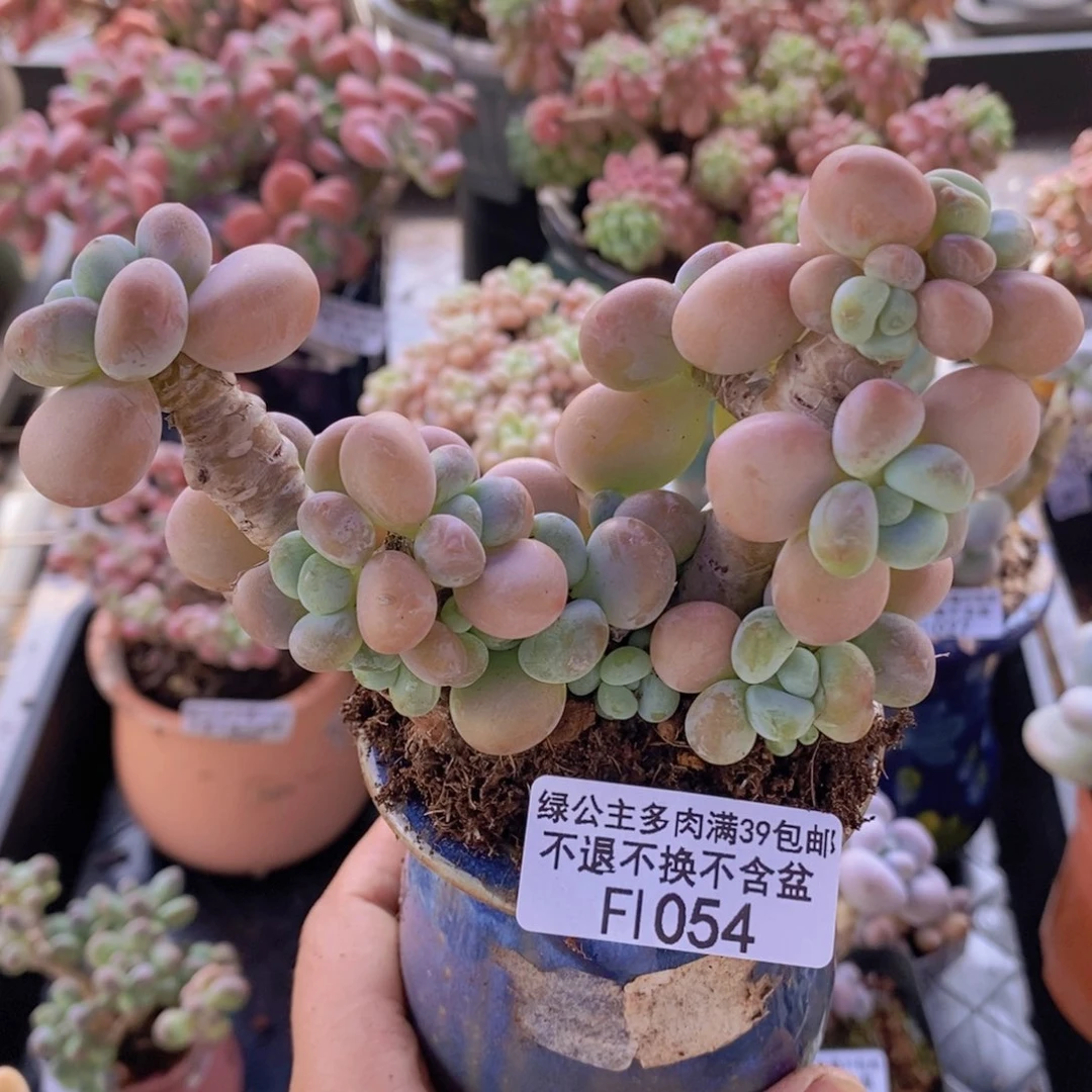 香水洛神老桩9cm1054多肉