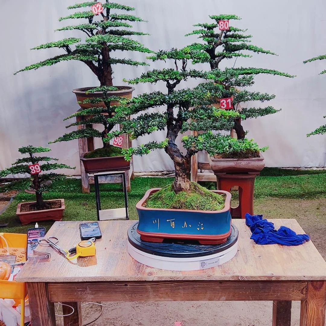 无花朵红芽珍珠罗汉松