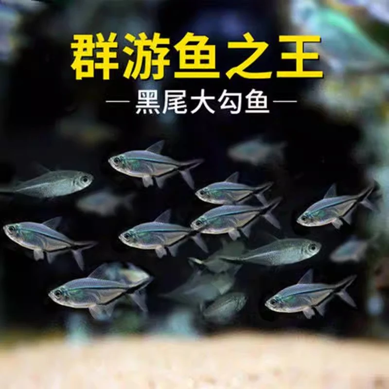 福利款         （3件包邮）