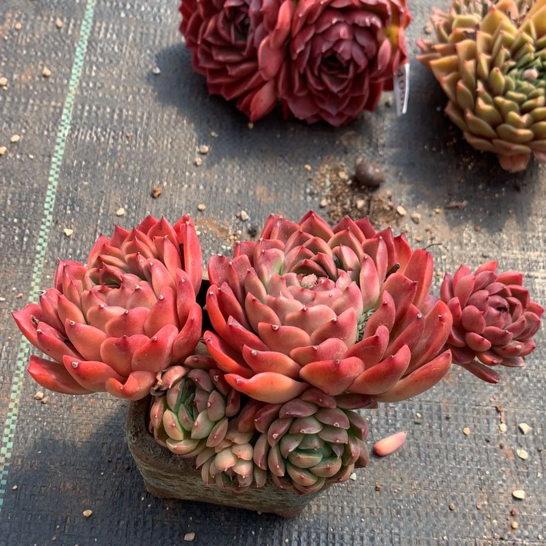 4100杂交精品基地18厘米