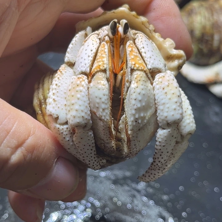 闪31号毛球3.0口径