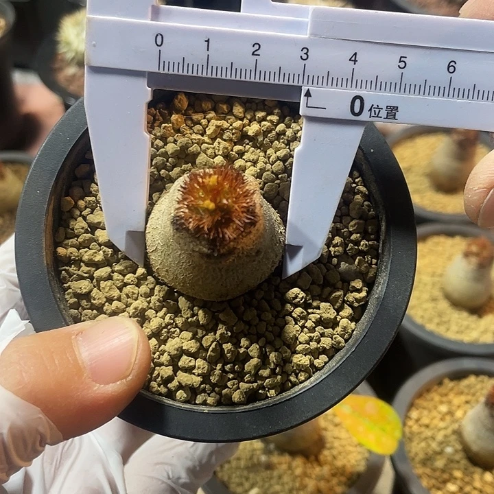 314象鼻大戟块根，