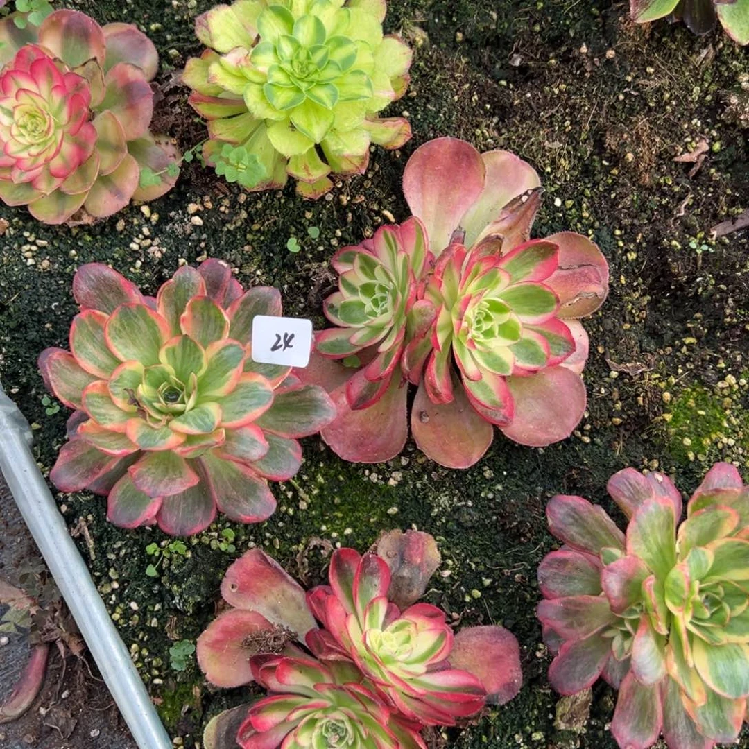 24纳福一颗9.9多肉