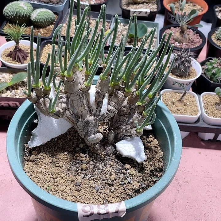 987超大老庄碧光环兔子