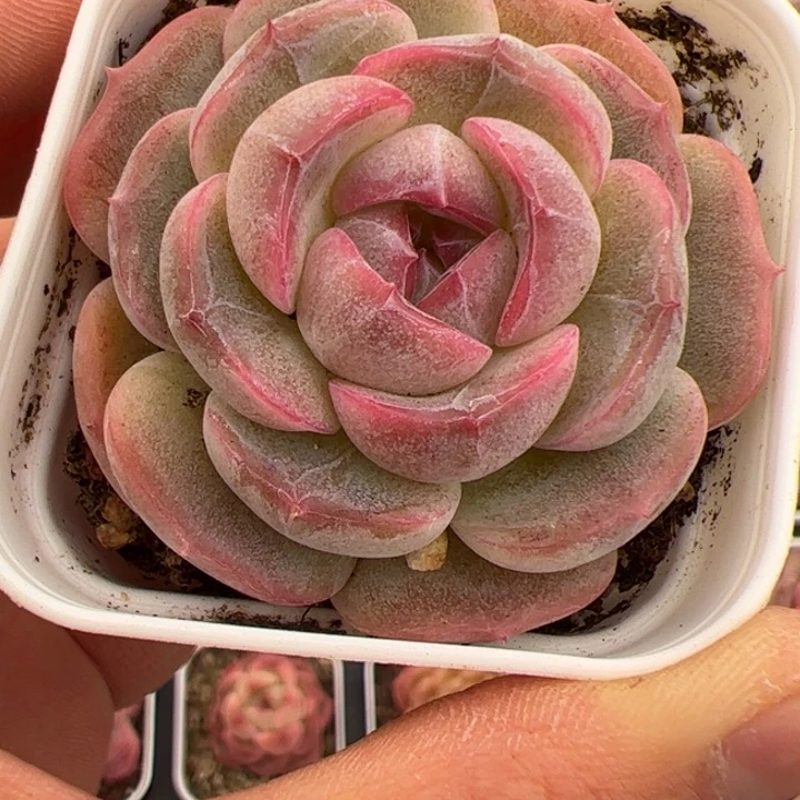 友****子655 多肉植物组合