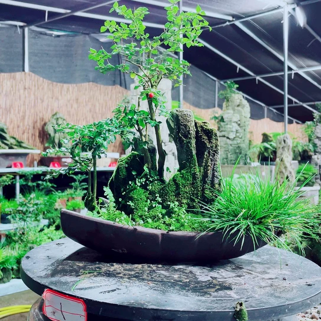 隆****无花朵你要的就是这个人对