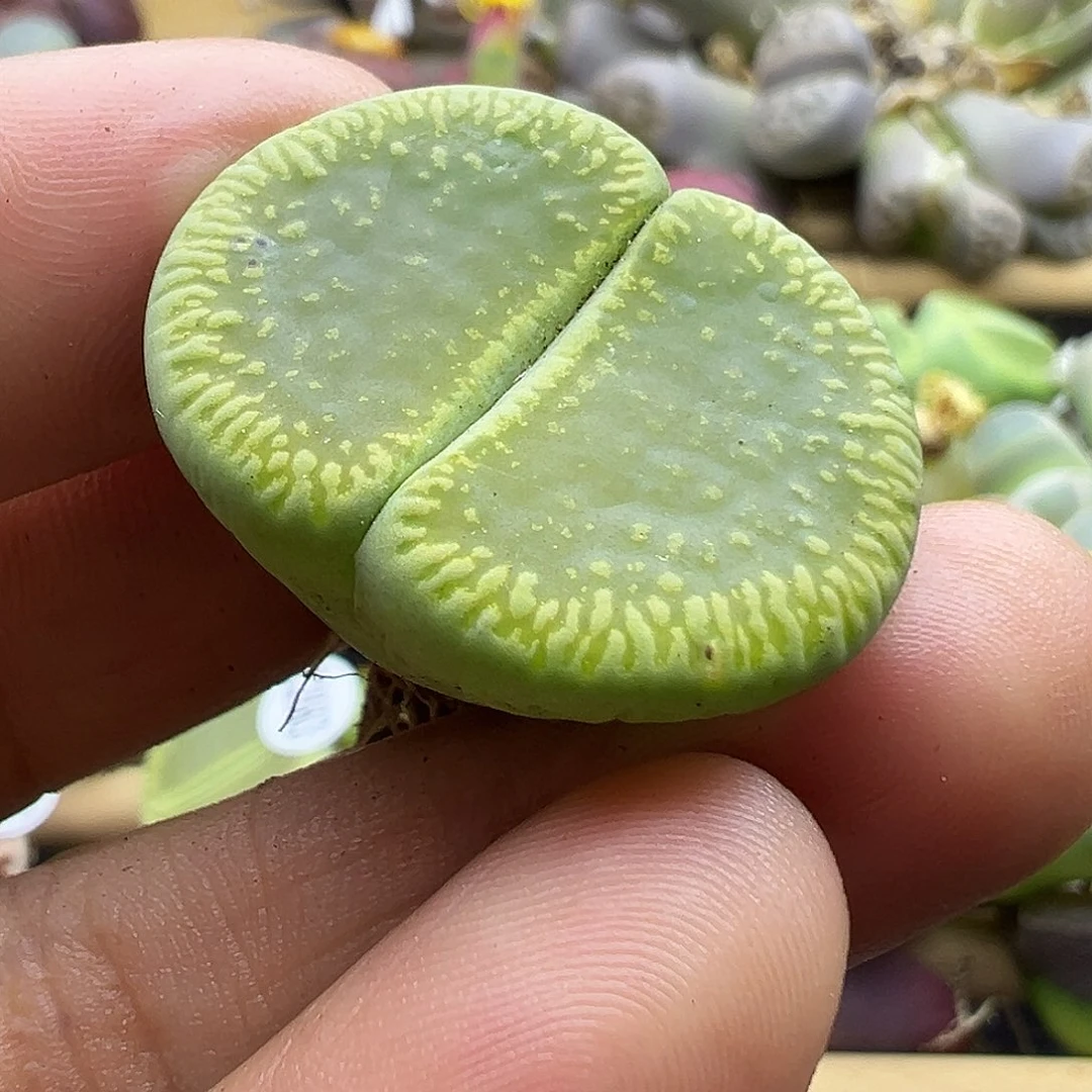 2664 生石花肉锥双十二清货不售后