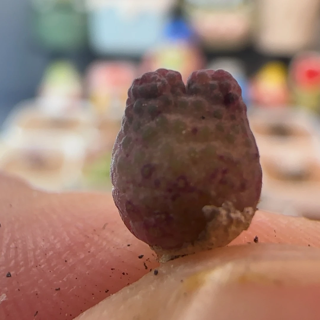 0652/草莓斑马宝宝/