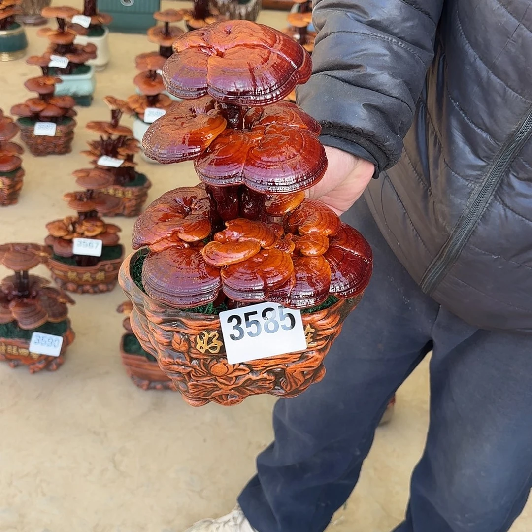 无花朵灵芝是我国著名植物